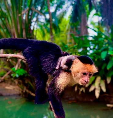 Damas Island Kayaking Tour — tour & adventure in Costa Rica