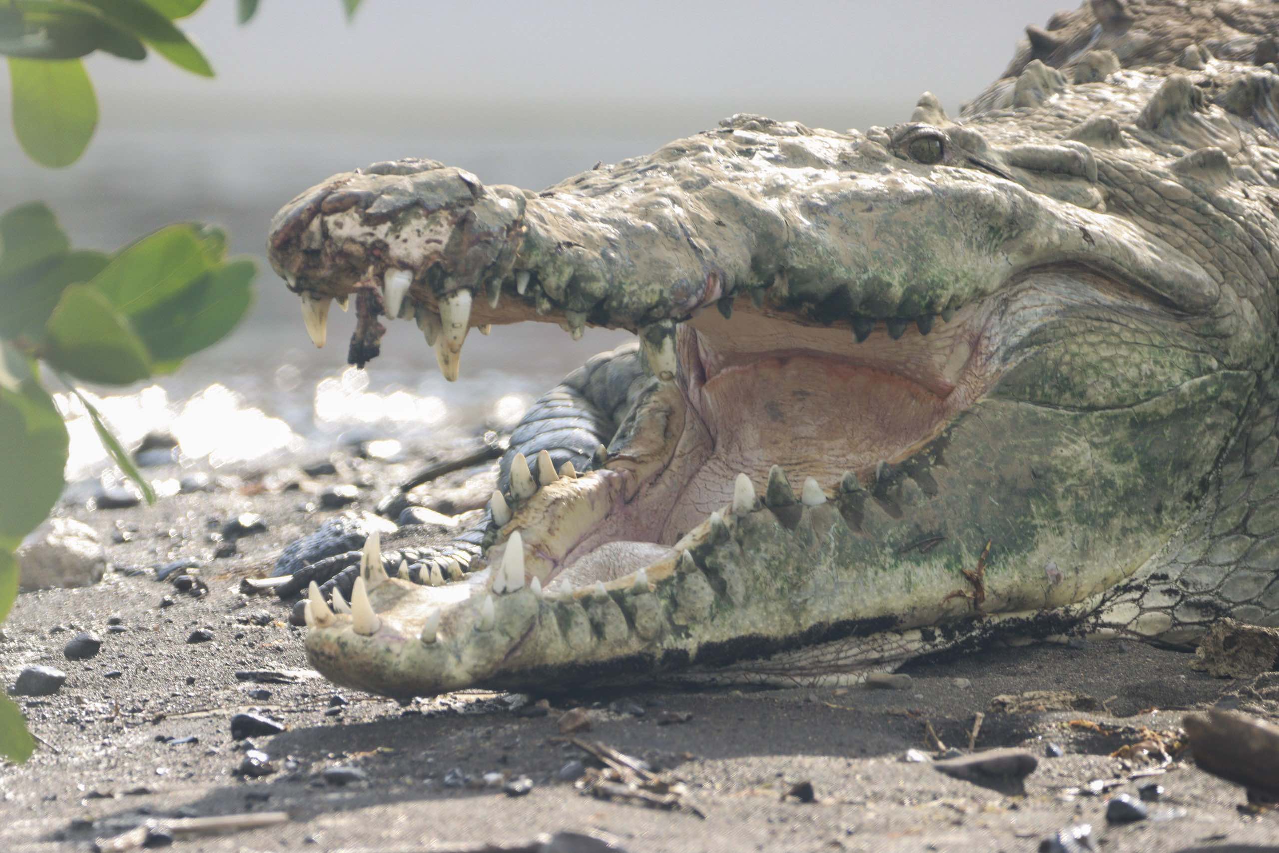 Jungle River & Crocodile Adventure Tour — tour y aventura en Costa Rica