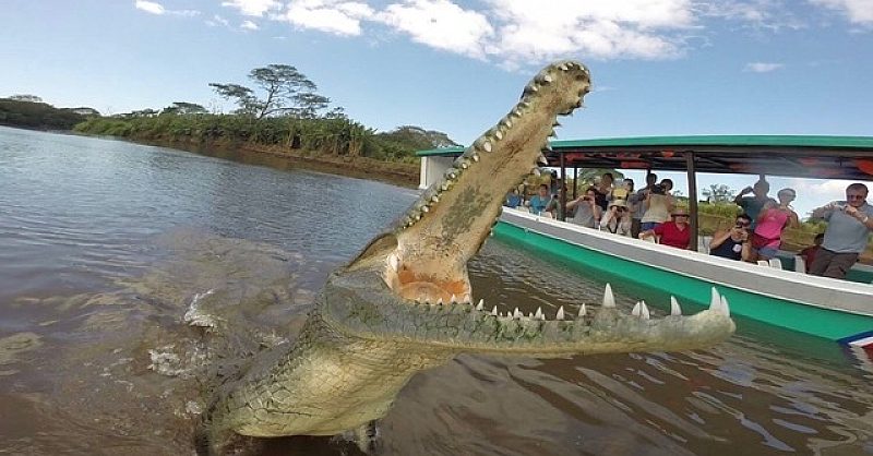Jungle River & Crocodile Adventure Tour 4