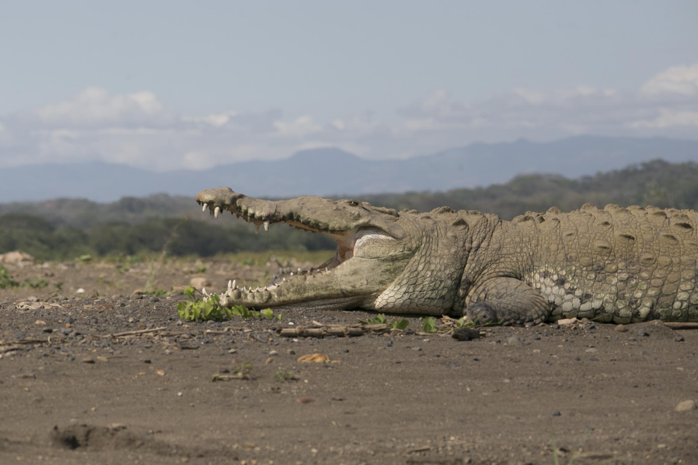 Jungle River & Crocodile Adventure Tour 9