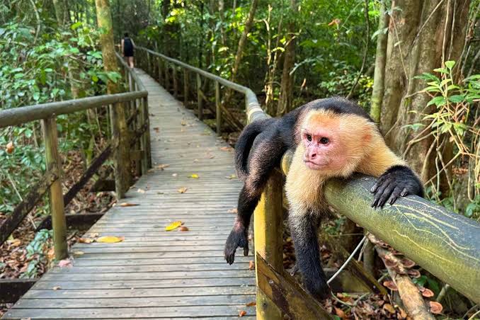 Manuel Antonio National Park 2