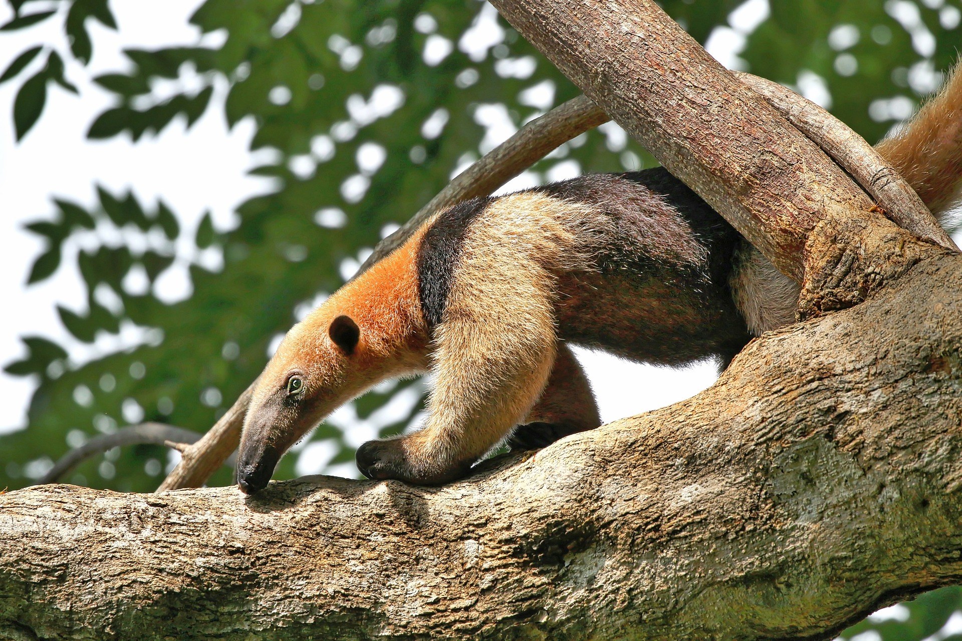 Manuel Antonio National Park 4