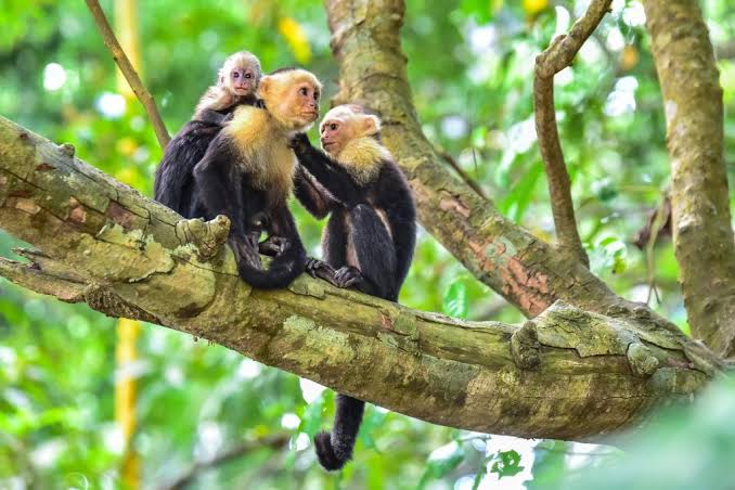 Manuel Antonio National Park 5
