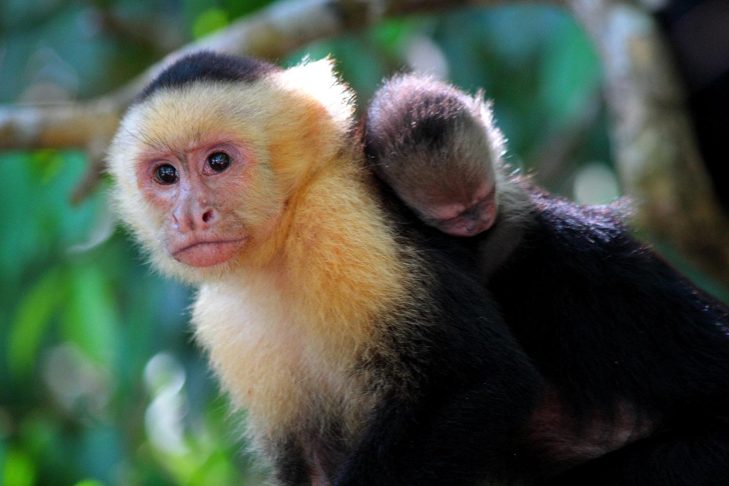 Manuel Antonio National Park 6