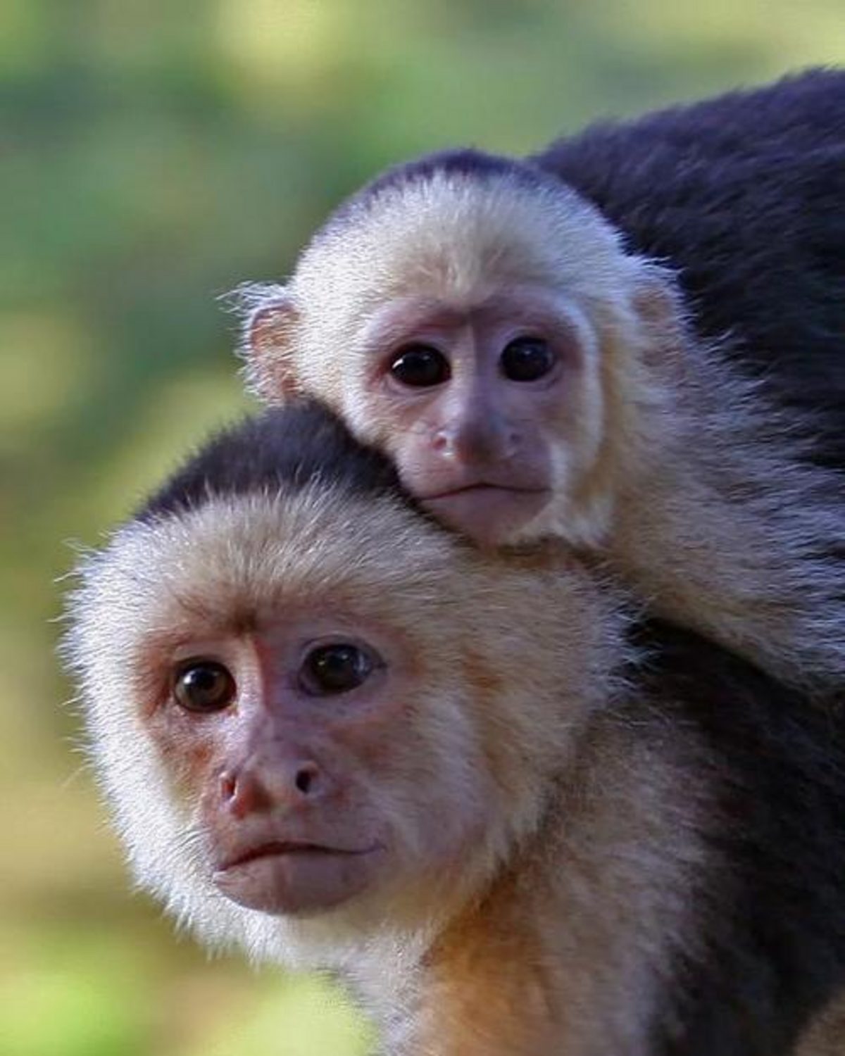 Monkey Mangrove Tour — tour & adventure in Costa Rica