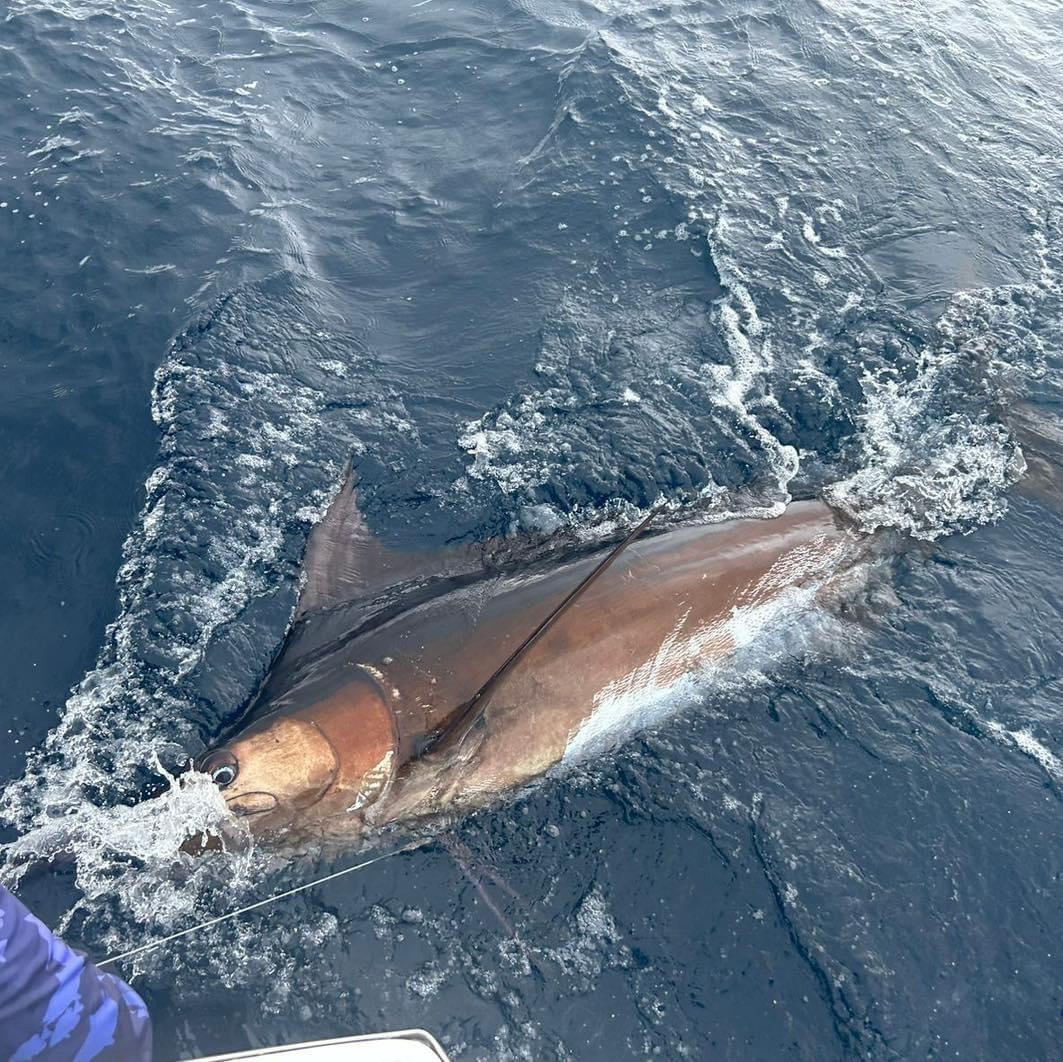 33' Carolina Classic 6